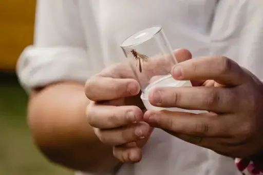 Moth trap
